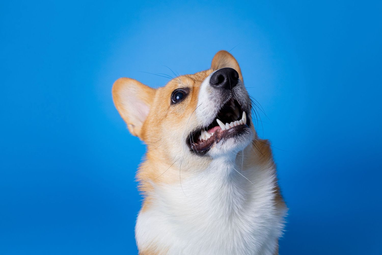 Portrait of a cute corgi dog with a blue background
