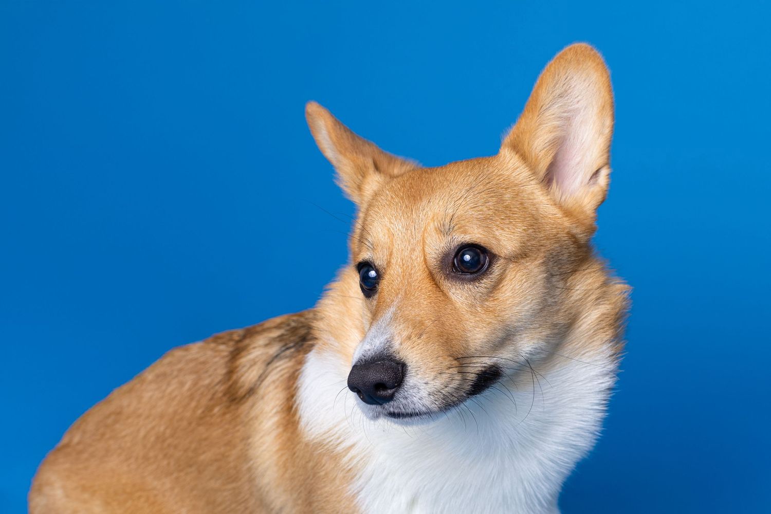 Portrait of a cute corgi dog with a blue background