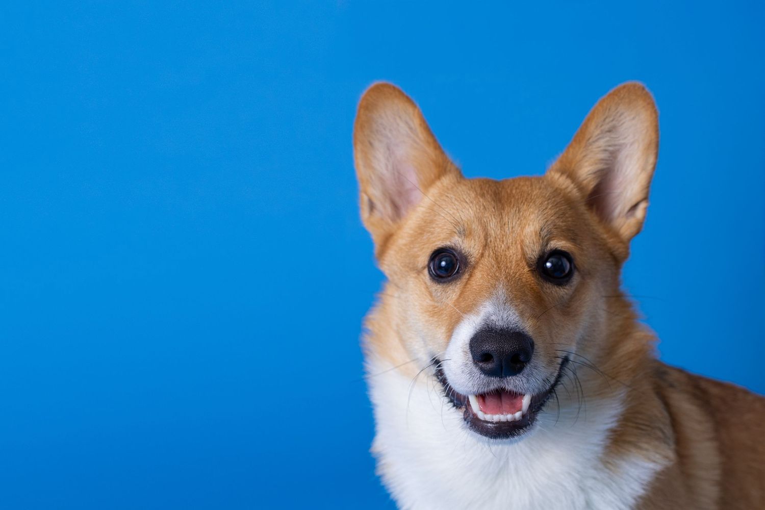 Portrait of a cute corgi dog with a blue background