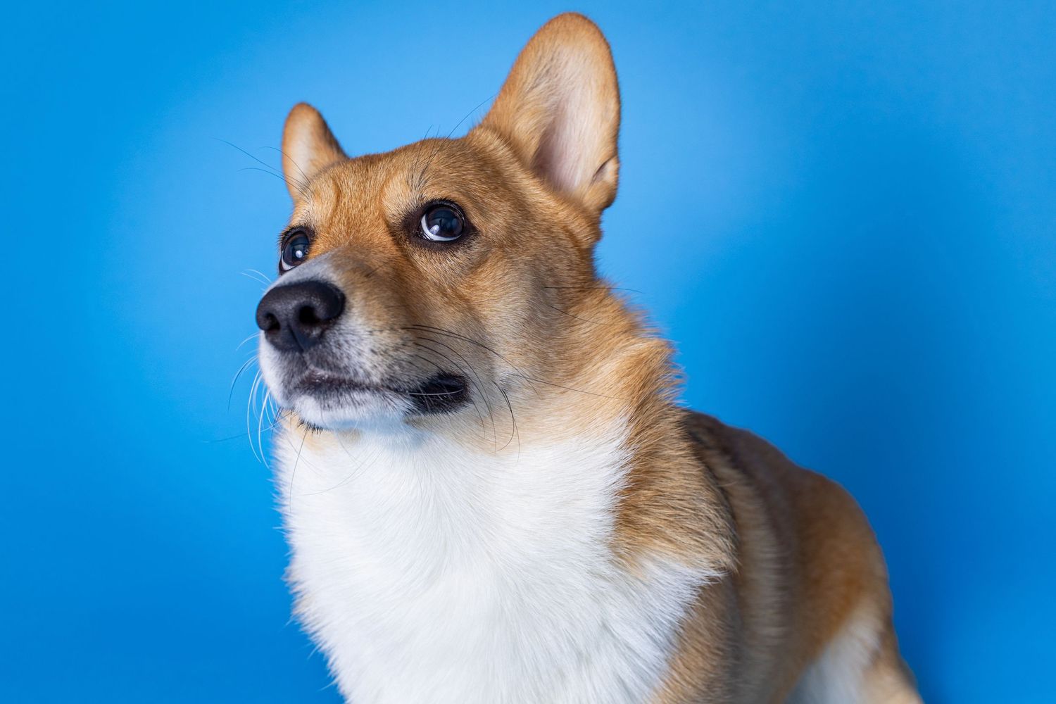 Portrait of a cute corgi dog with a blue background