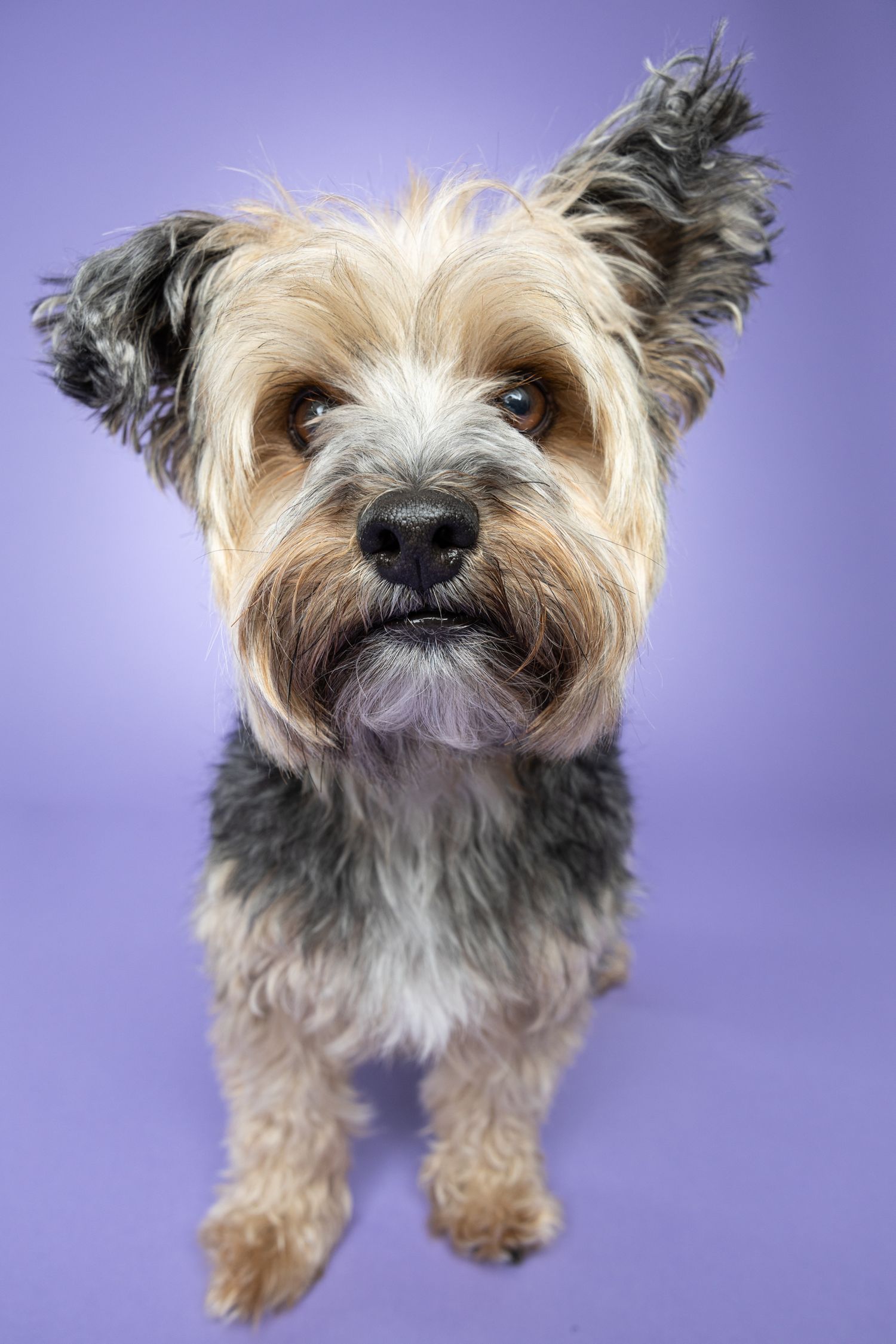 Fully body portrait of a Yorkshire terrier looking directly at the camera with one ear up on a purple backdrop