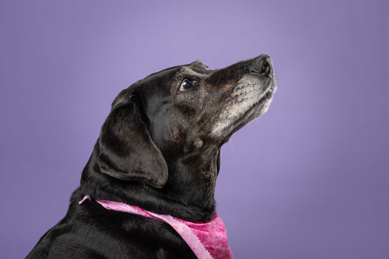 Portrait of a black lab looking to the side with a purple background