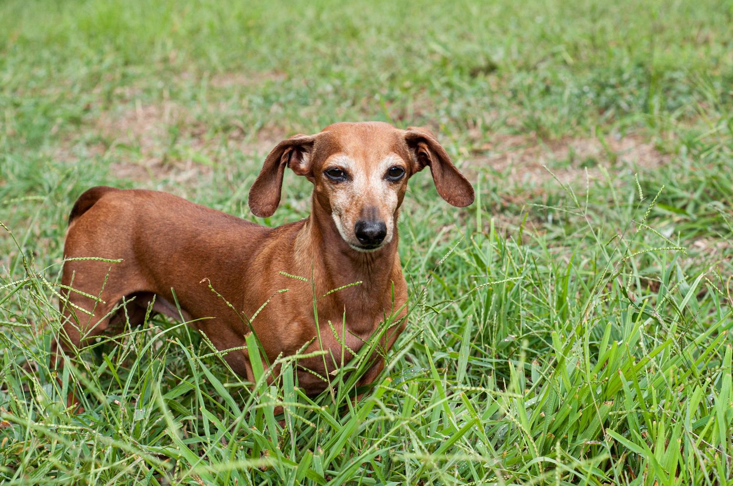 Portrait of a red dachshund standing in green grass.