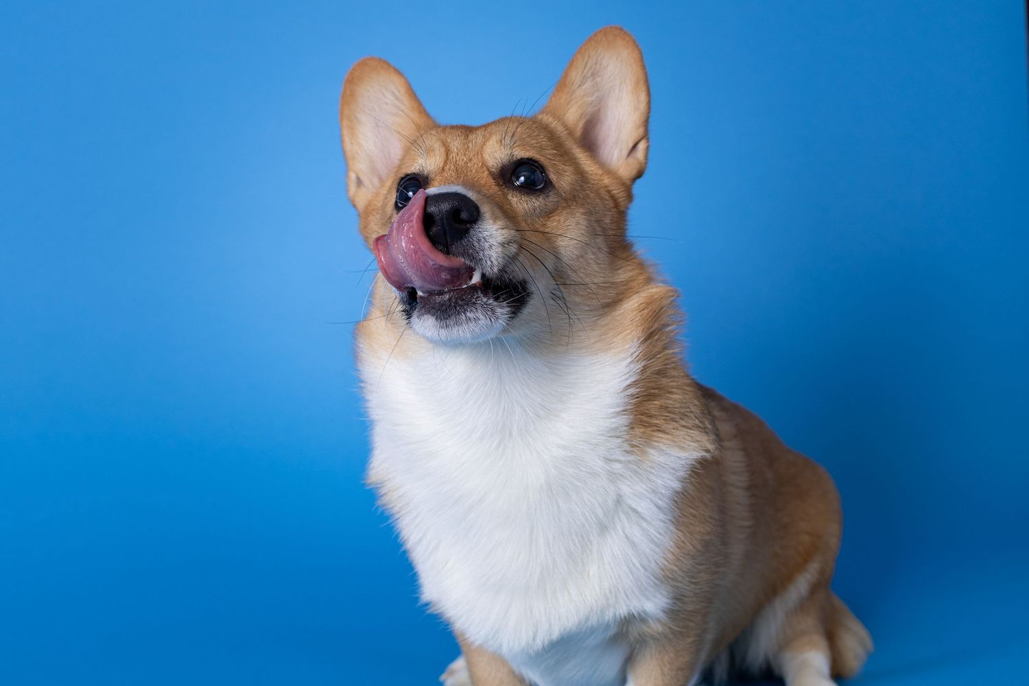 Portrait of a cute corgi dog with a blue background