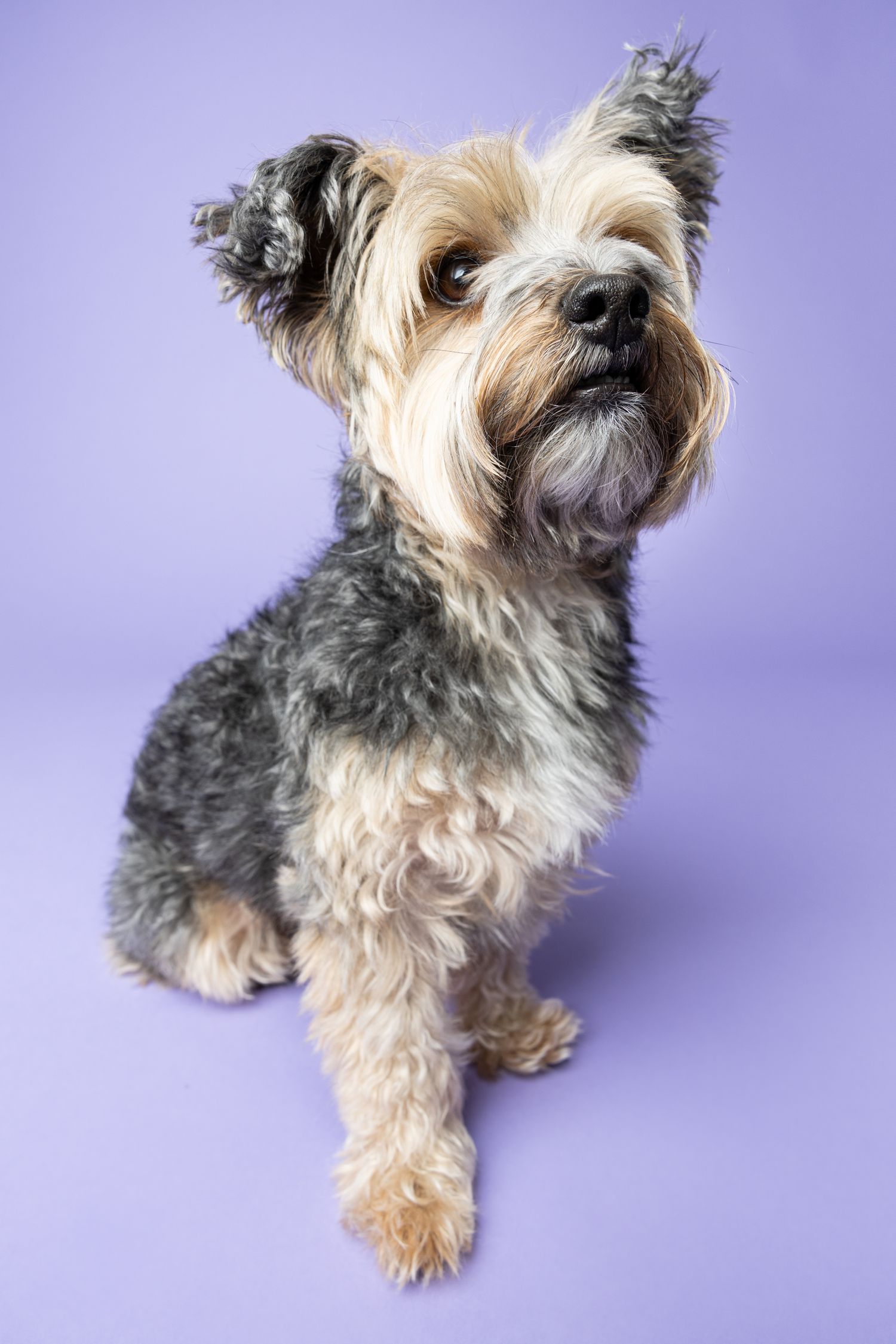 Portrait of a Yorkshire terrier looking away from the camera with one ear up on a purple backdrop