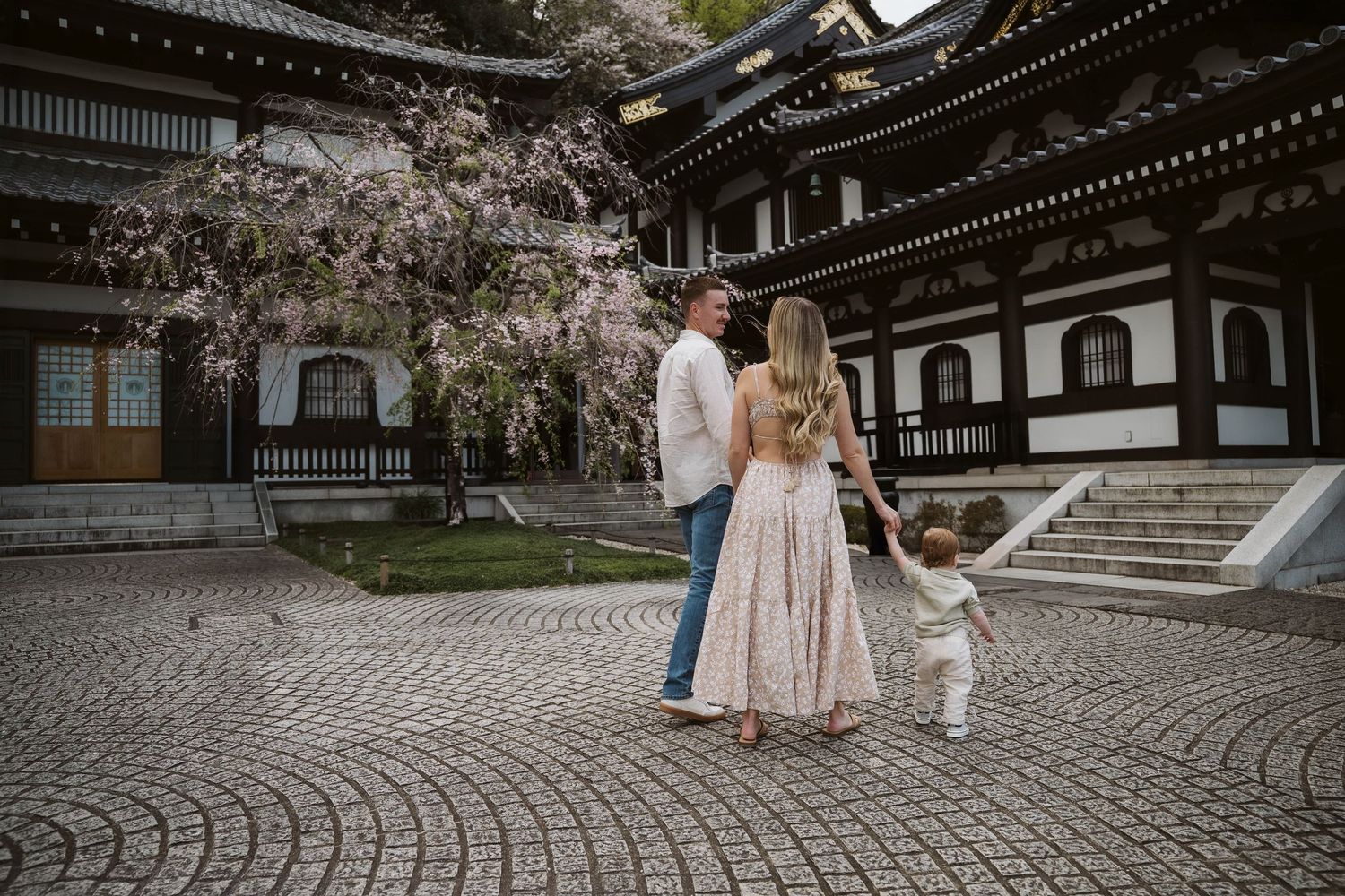 Family walking along stone path under blooming cherry blossoms at traditional Japanese temple grounds.