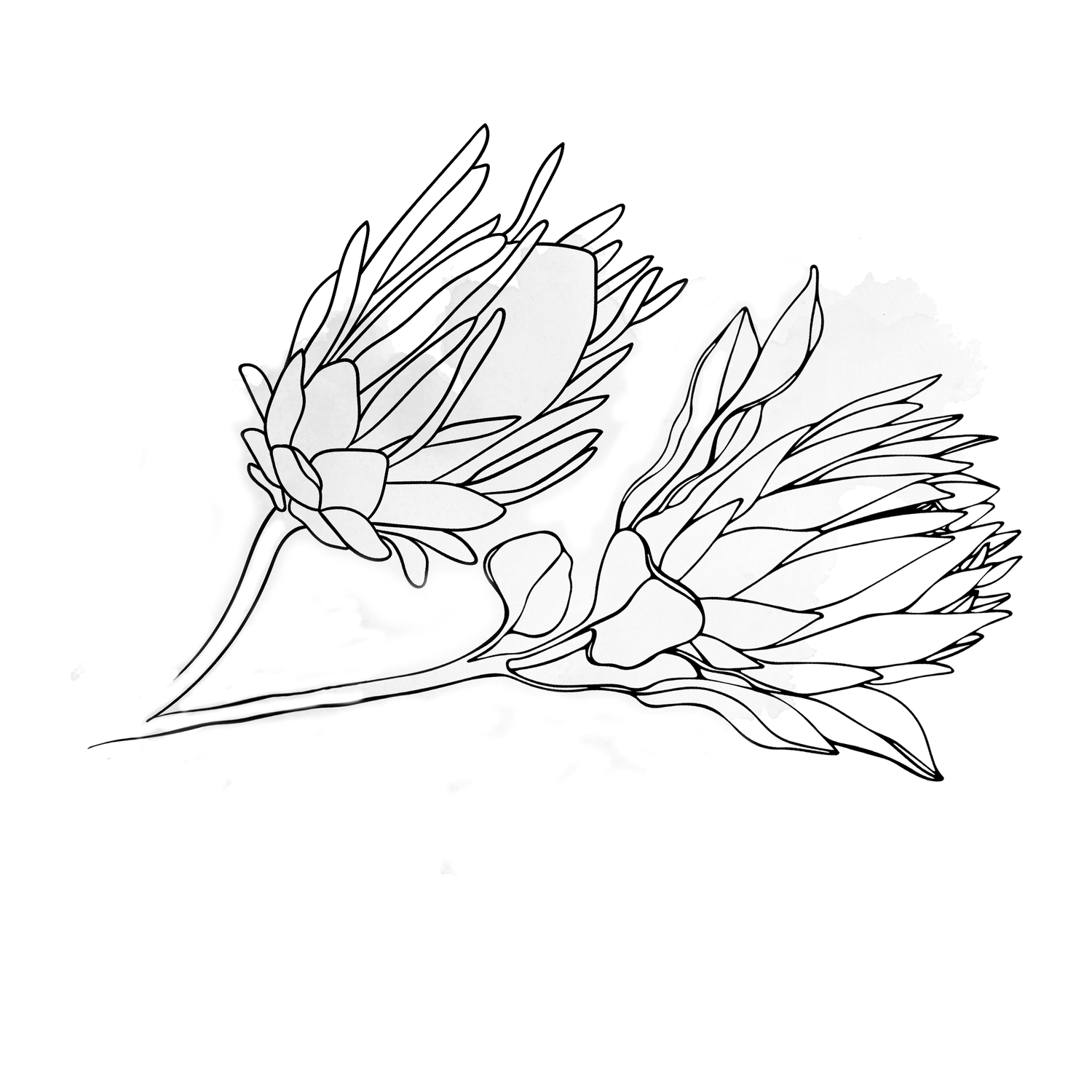 Artistic black and white sketch of delicate flowers with petals and stems against a dark background.