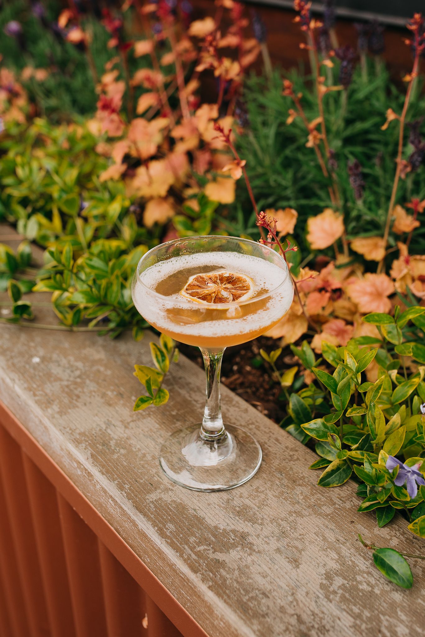 Frothy golden cocktail in a coupe glass with a dried lemon wheel garnish on an outdoor ledge.