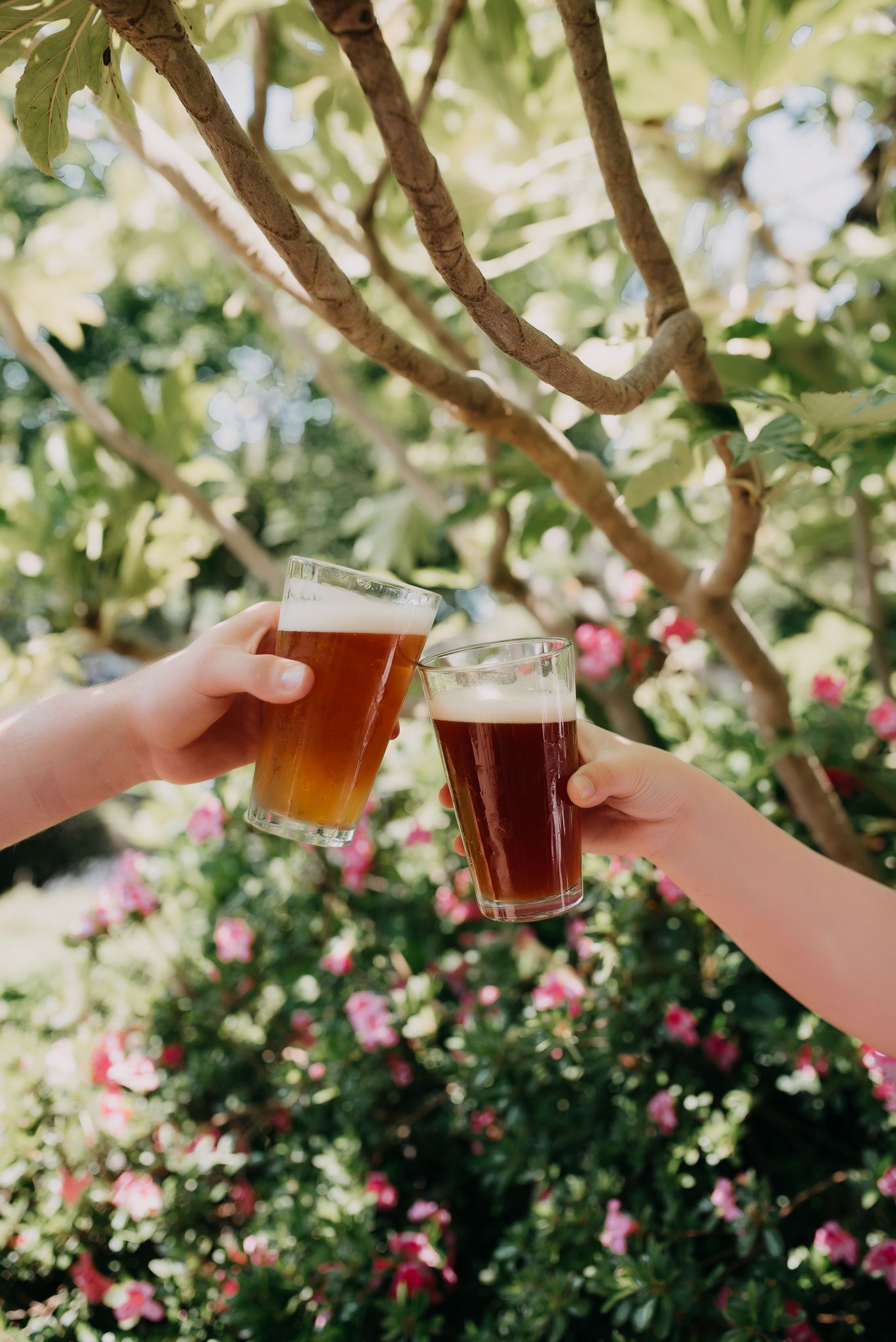 Two hands clinking glasses of amber craft beer outdoors under flowering tree in sunlight.