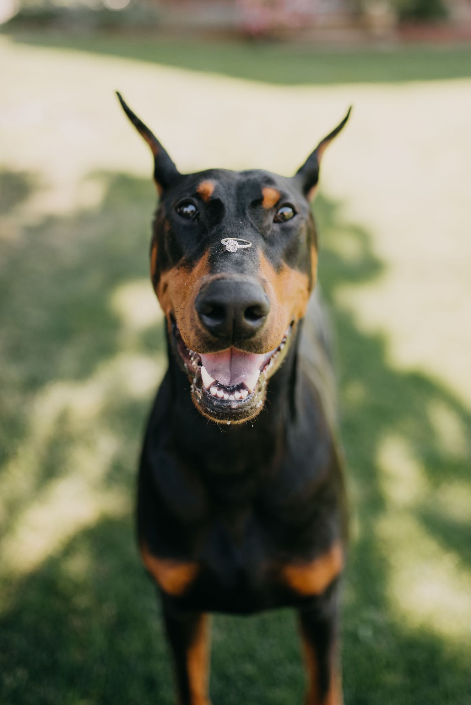 Happy Doberman Pinscher dog looks up at camera while standing on green grass outdoors.