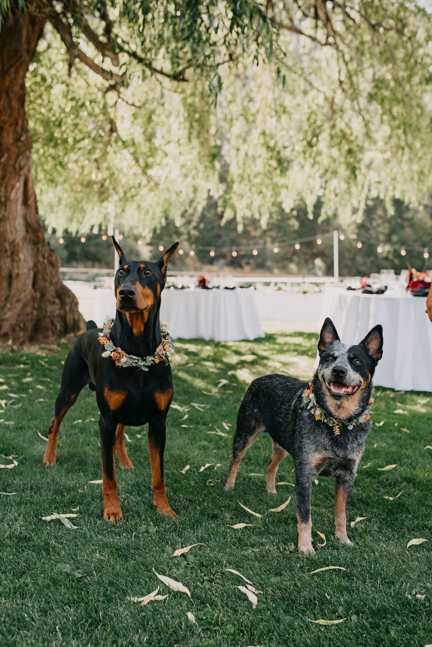 Doberman and Australian cattle dog wearing floral collars at an outdoor wedding reception.