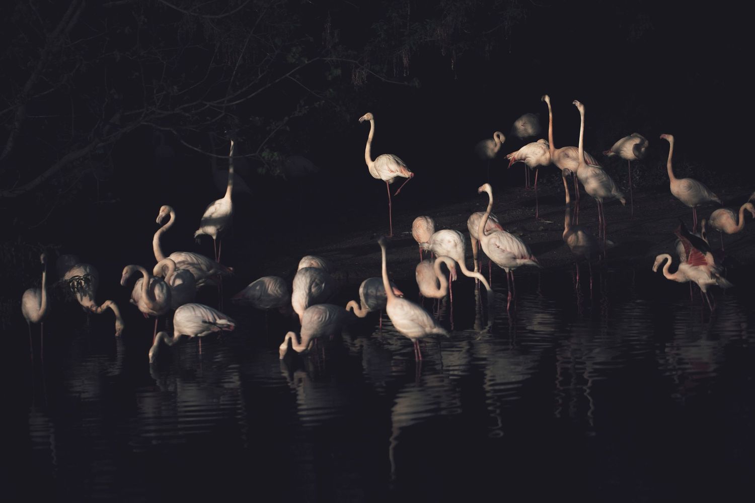 A flock of flamingos standing in dark water at night, their pink plumage glowing against a black background.