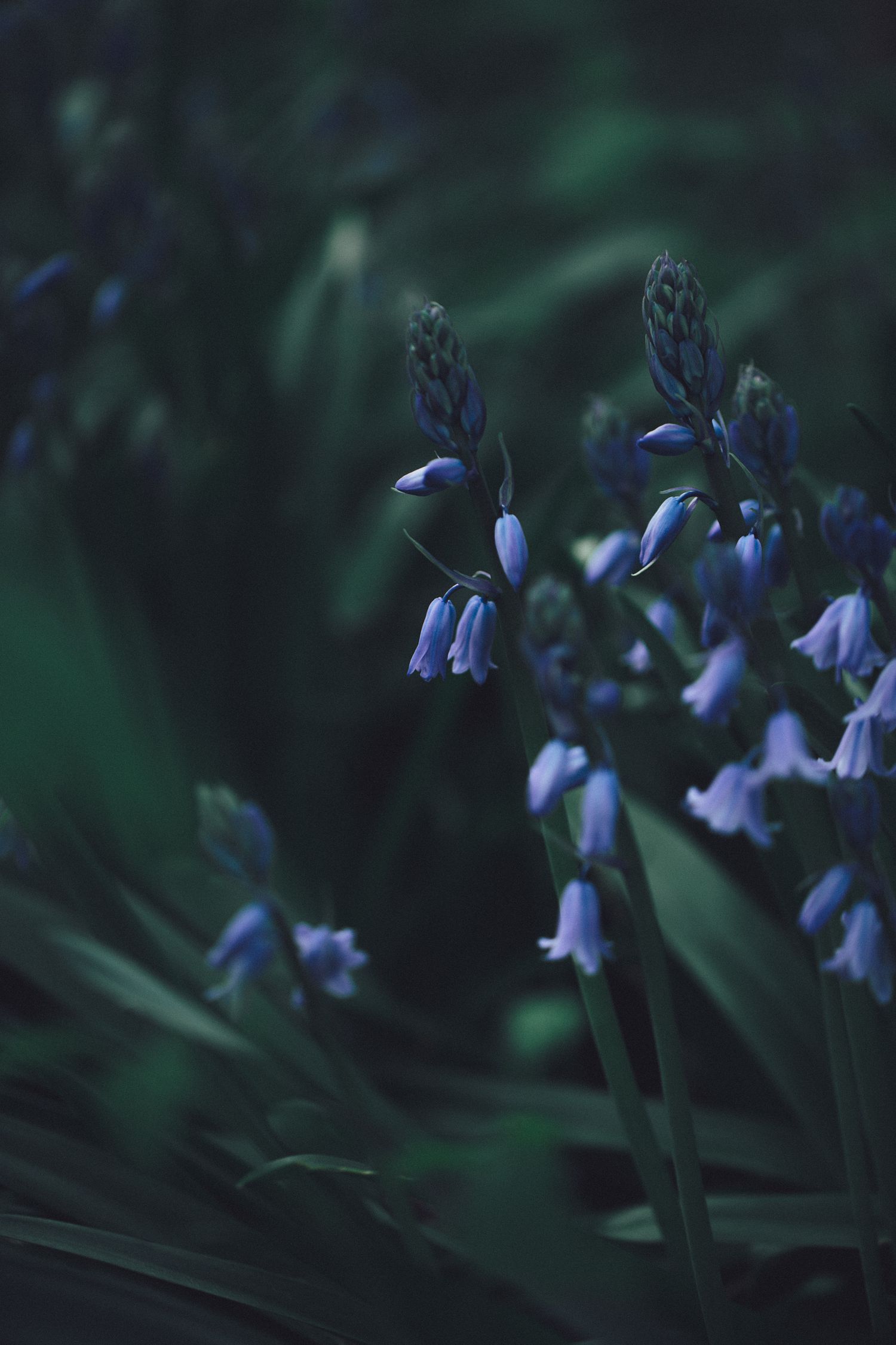 Close-up of delicate blue bluebell wildflowers blooming against a dark moody green background.