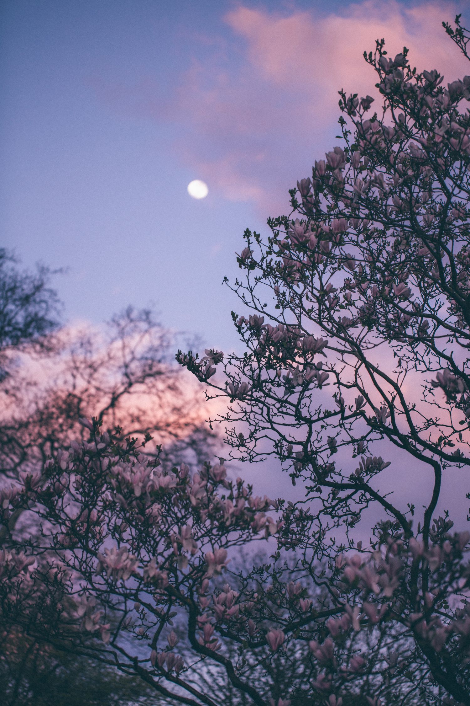 Blooming magnolia tree branches silhouetted against a purple twilight sky with a full moon glowing above.