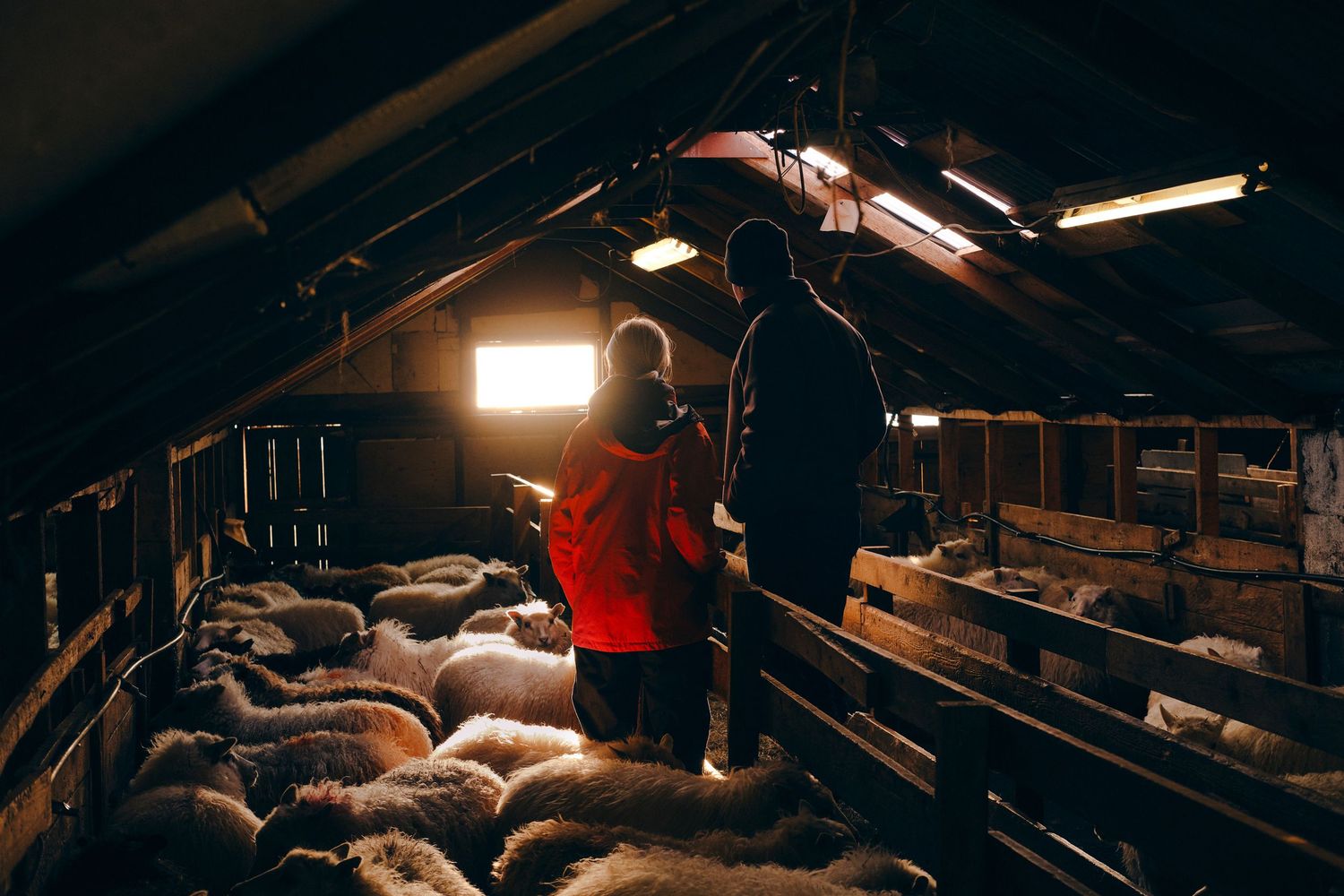 Deux silhouettes avec une veste rouge observant une foule de moutons dans la bergerie avec une lumière halo