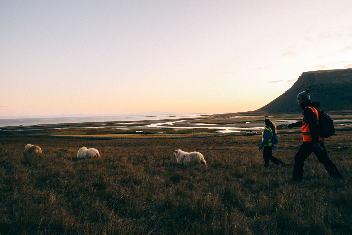 Farmers and sheep walking across golden Icelandic moorland at sunset with a scenic fjord and flat-topped mountain behind.