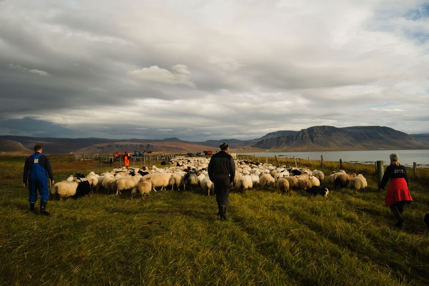 Farmers herding a large flock of sheep across green Icelandic fields with a fjord and mountains in the background.