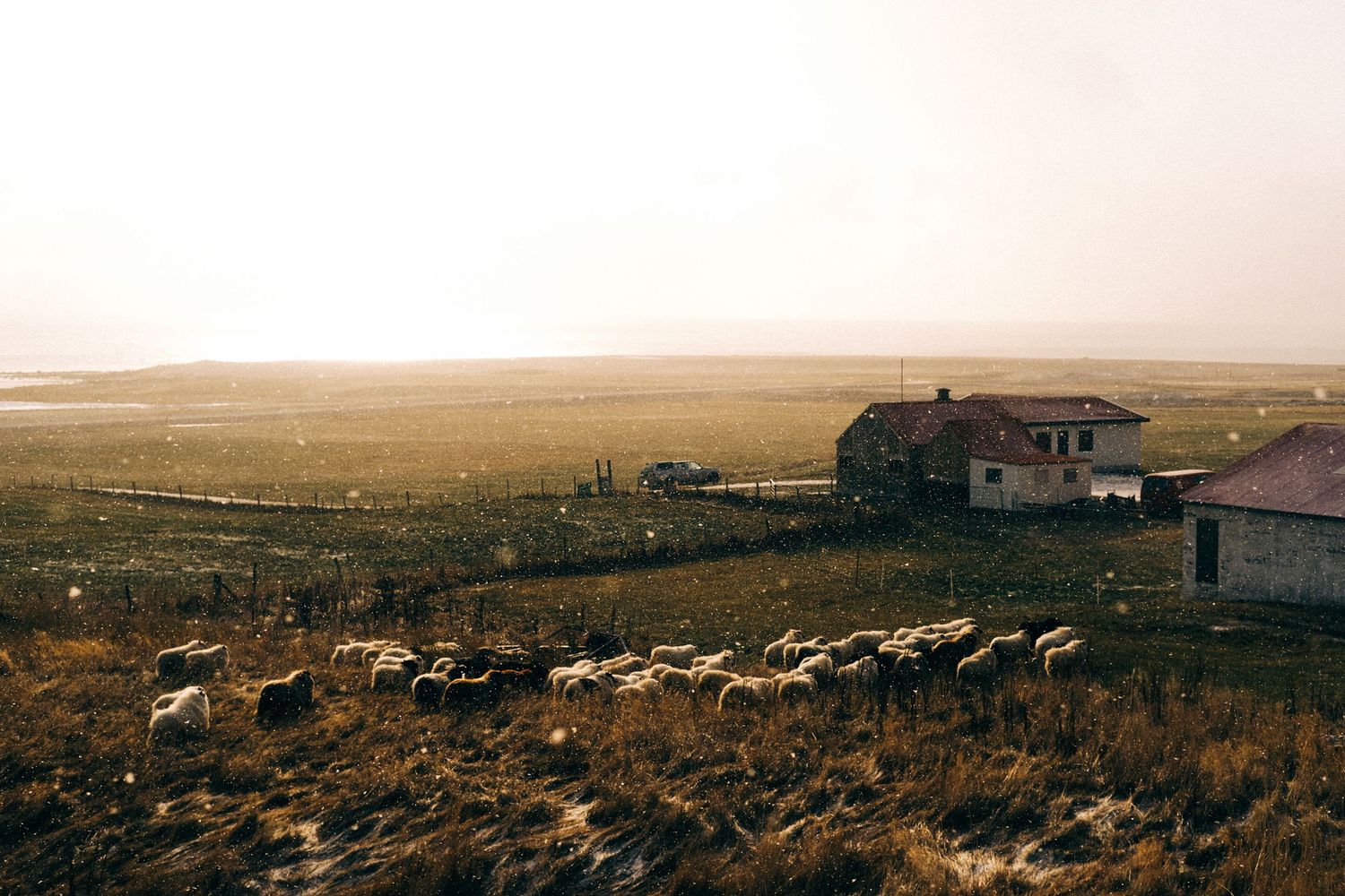 Flock of sheep grazing near a rustic farmhouse on open plains at golden sunset.
