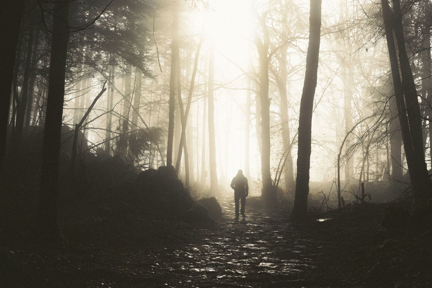 Lone silhouette walking through a misty forest path with sunlight streaming through tall dark trees.