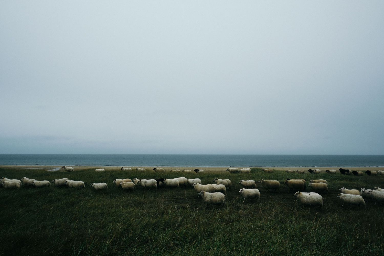 Flock of white sheep grazing on a misty green coastal meadow in Iceland under an overcast grey sky.