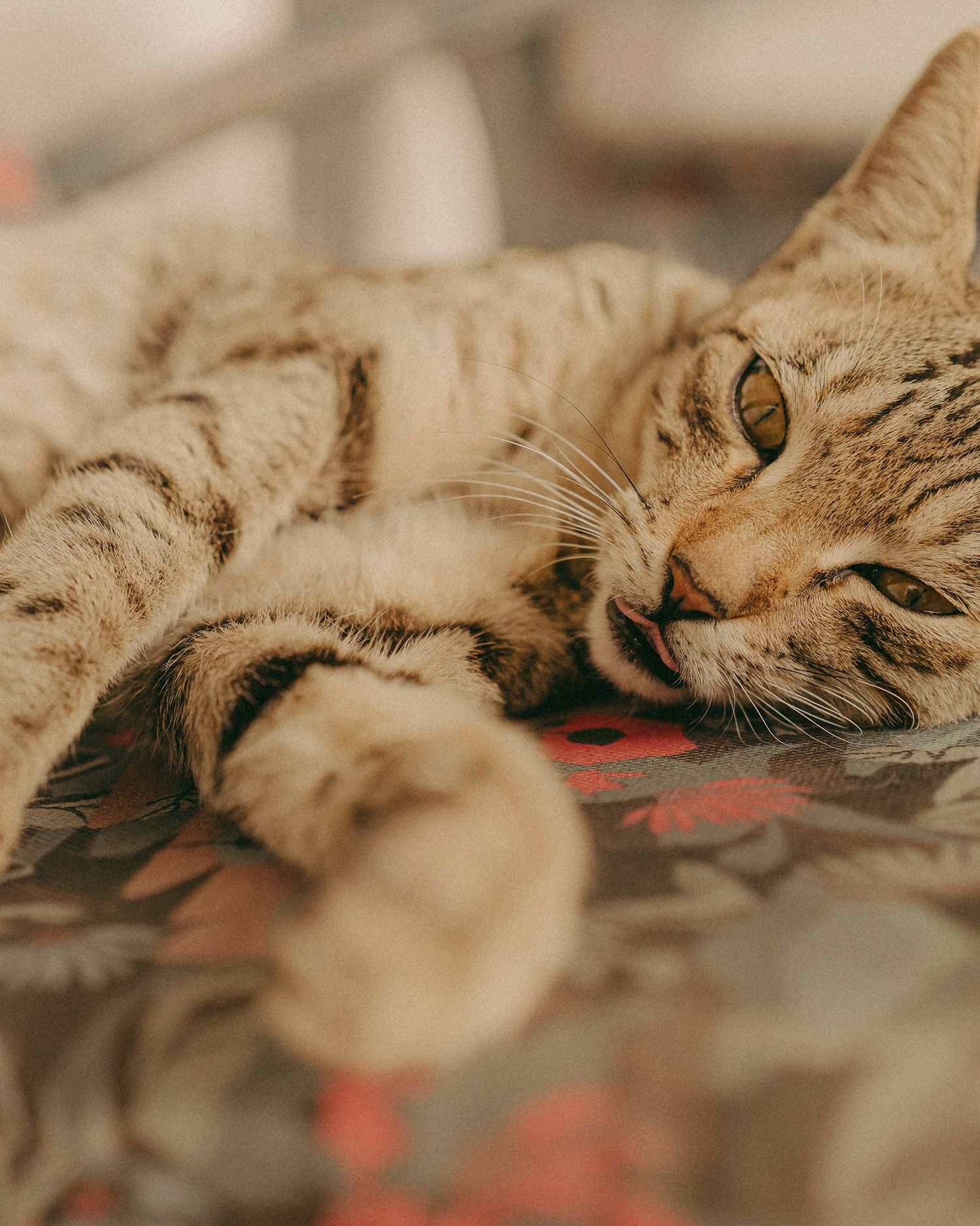 A relaxed tabby cat lying on its side on a floral surface, gazing lazily with green eyes and paws stretched out.