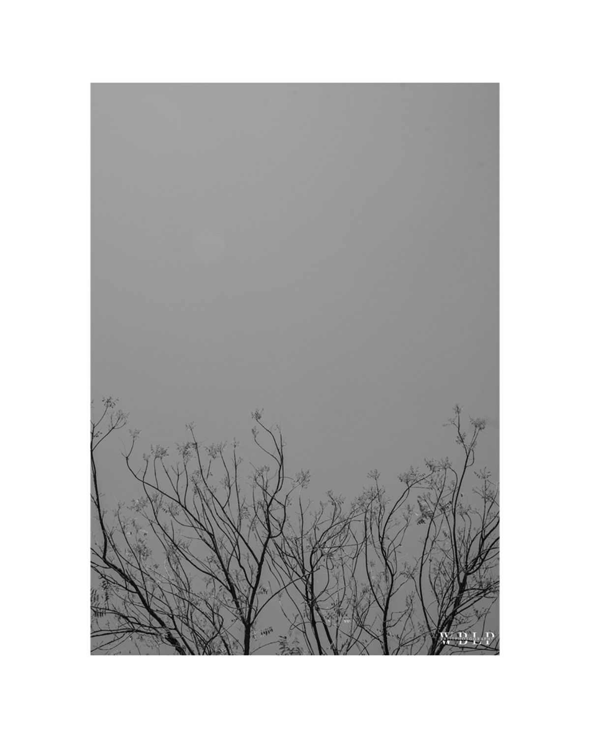 Silhouette of bare tree branches against a grey overcast sky in a minimalist black and white composition.