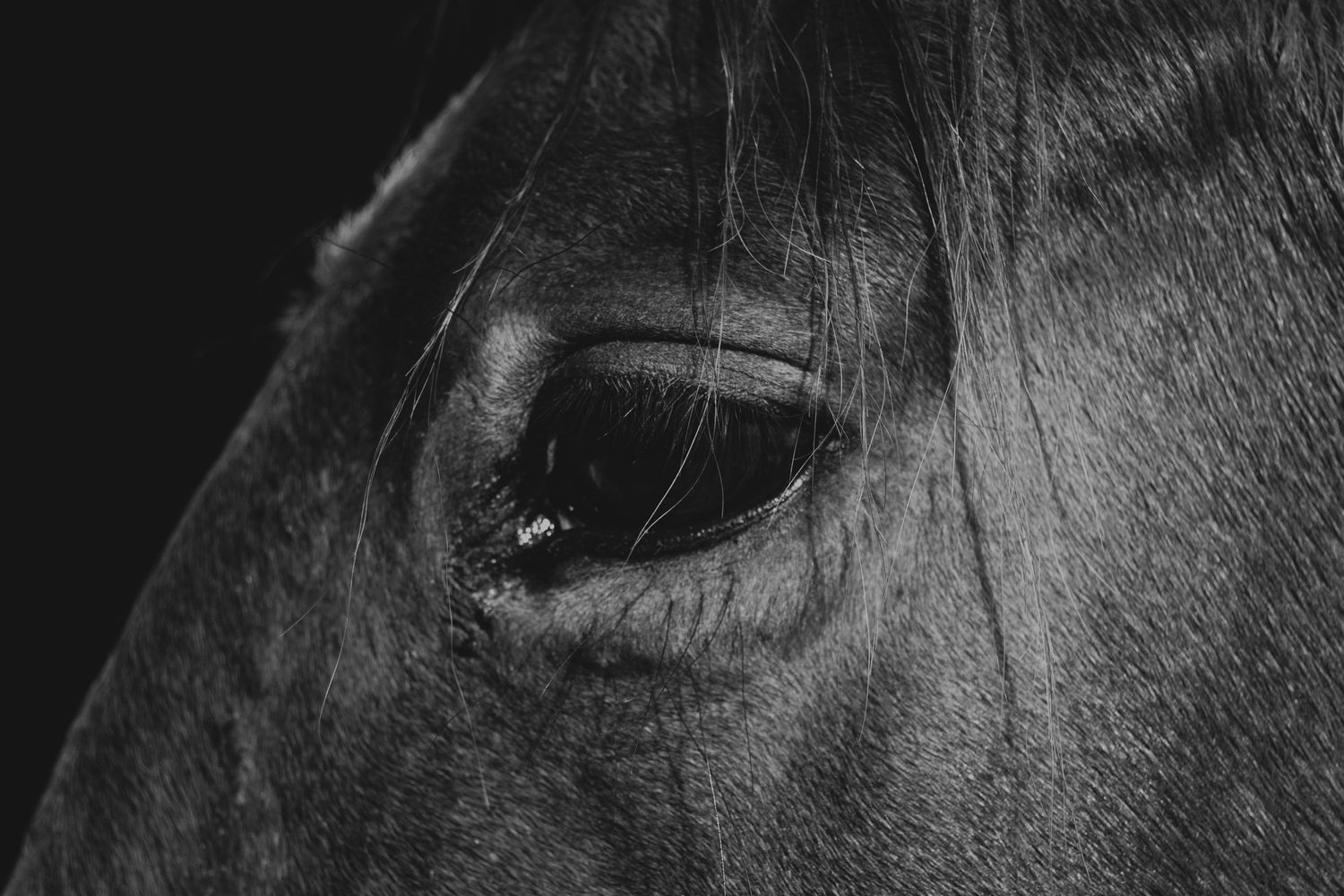 Equine photo by Jasmine Amber Photography Hampshire Photographer