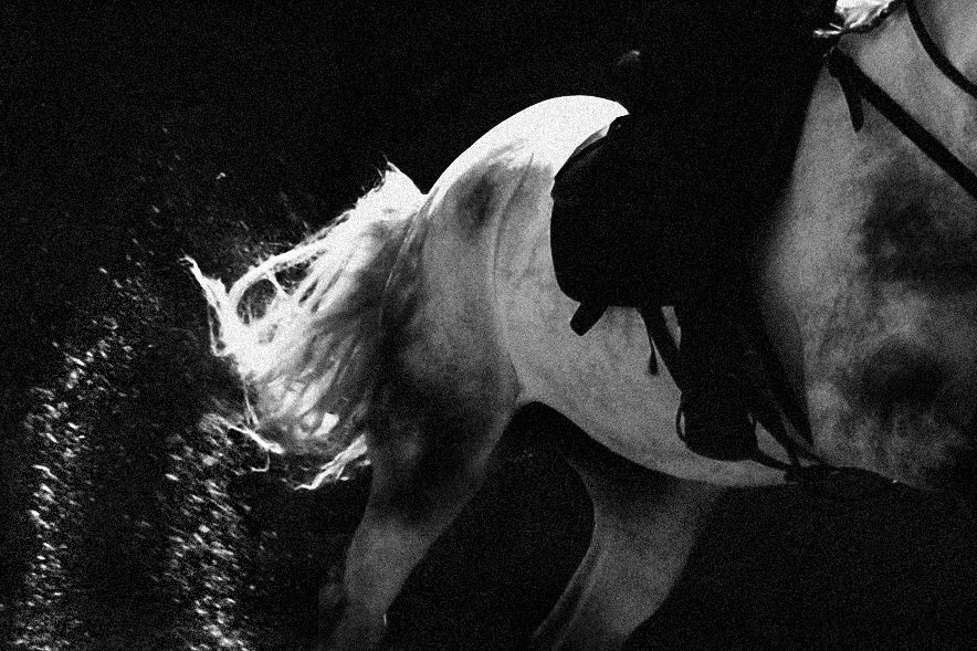 Puy du Fou Equine photo by Jasmine Amber Photography Hampshire Photographer