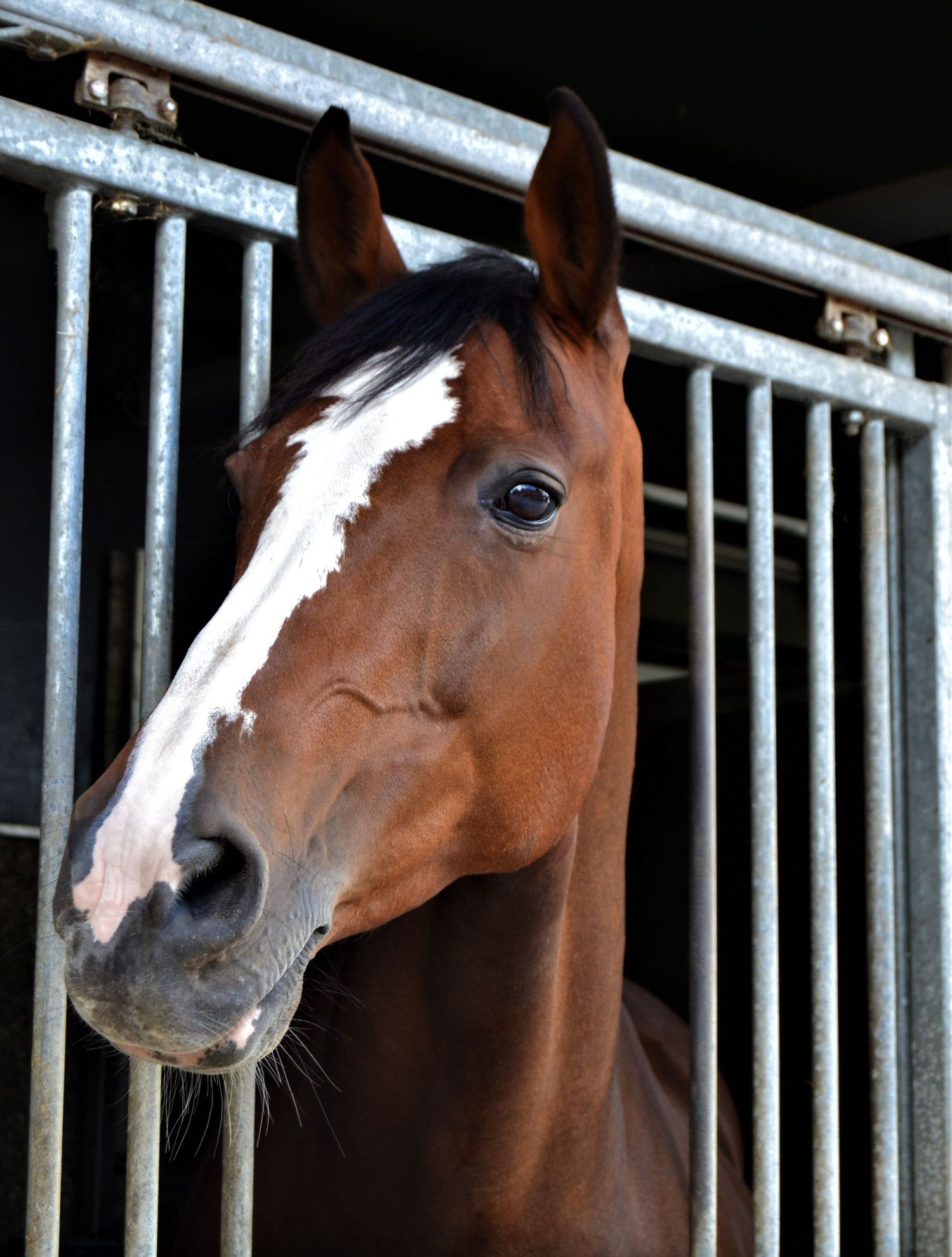 Equine Portrait by Jasmine Amber Photography Hampshire Photographer