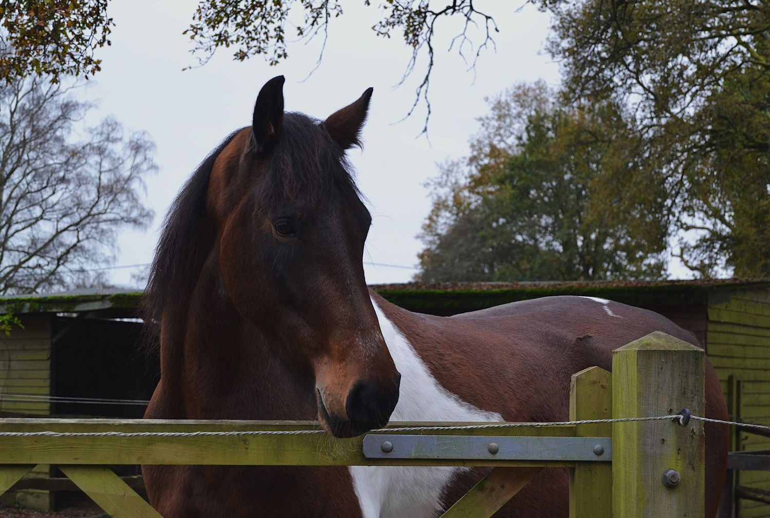 Equine photo by Jasmine Amber Photography Hampshire Photographer