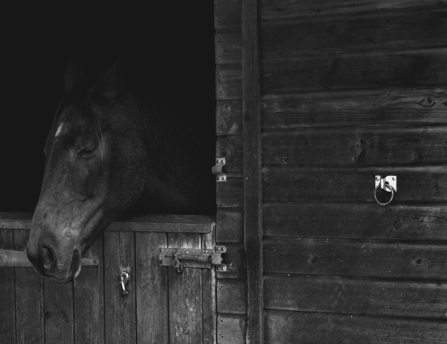 Equine photo by Jasmine Amber Photography Hampshire Photographer