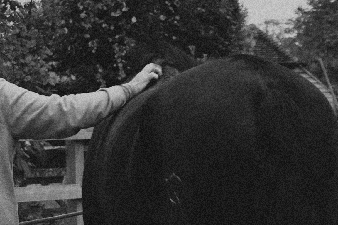 Equine photo by Jasmine Amber Photography Hampshire Photographer