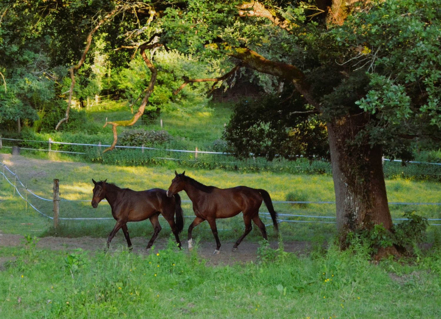 Equine photo by Jasmine Amber Photography Hampshire Photographer