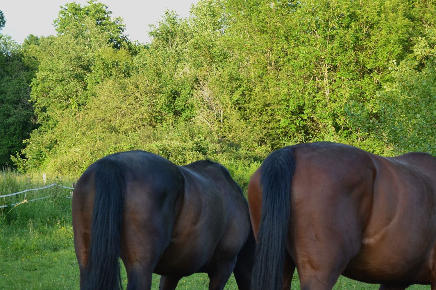 Equine photo by Jasmine Amber Photography Hampshire Photographer