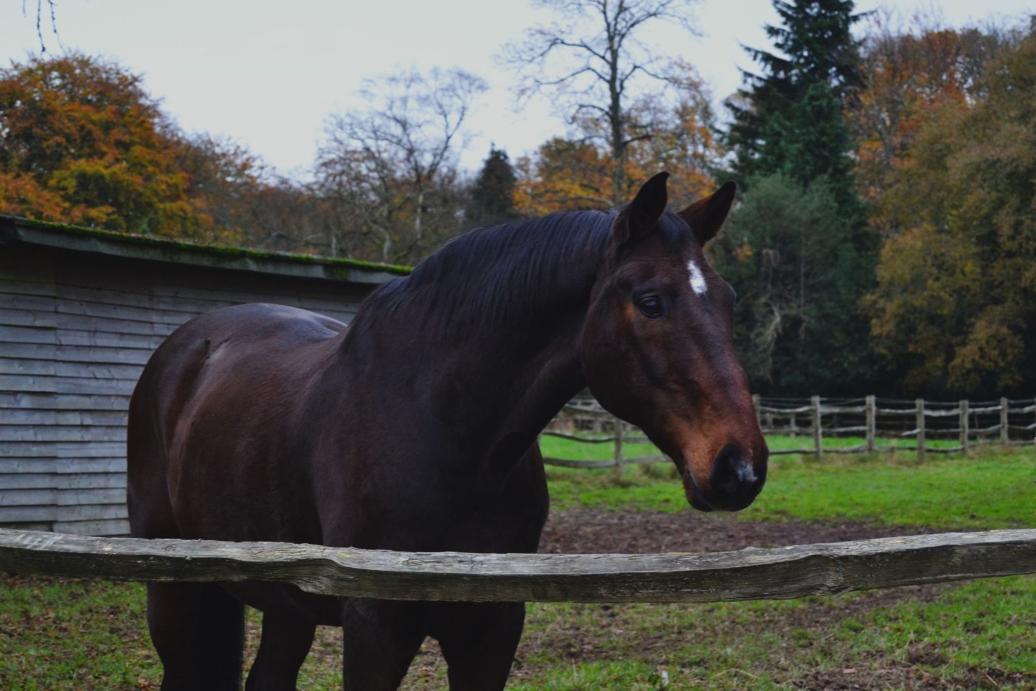 Equine photo by Jasmine Amber Photography Hampshire Photographer