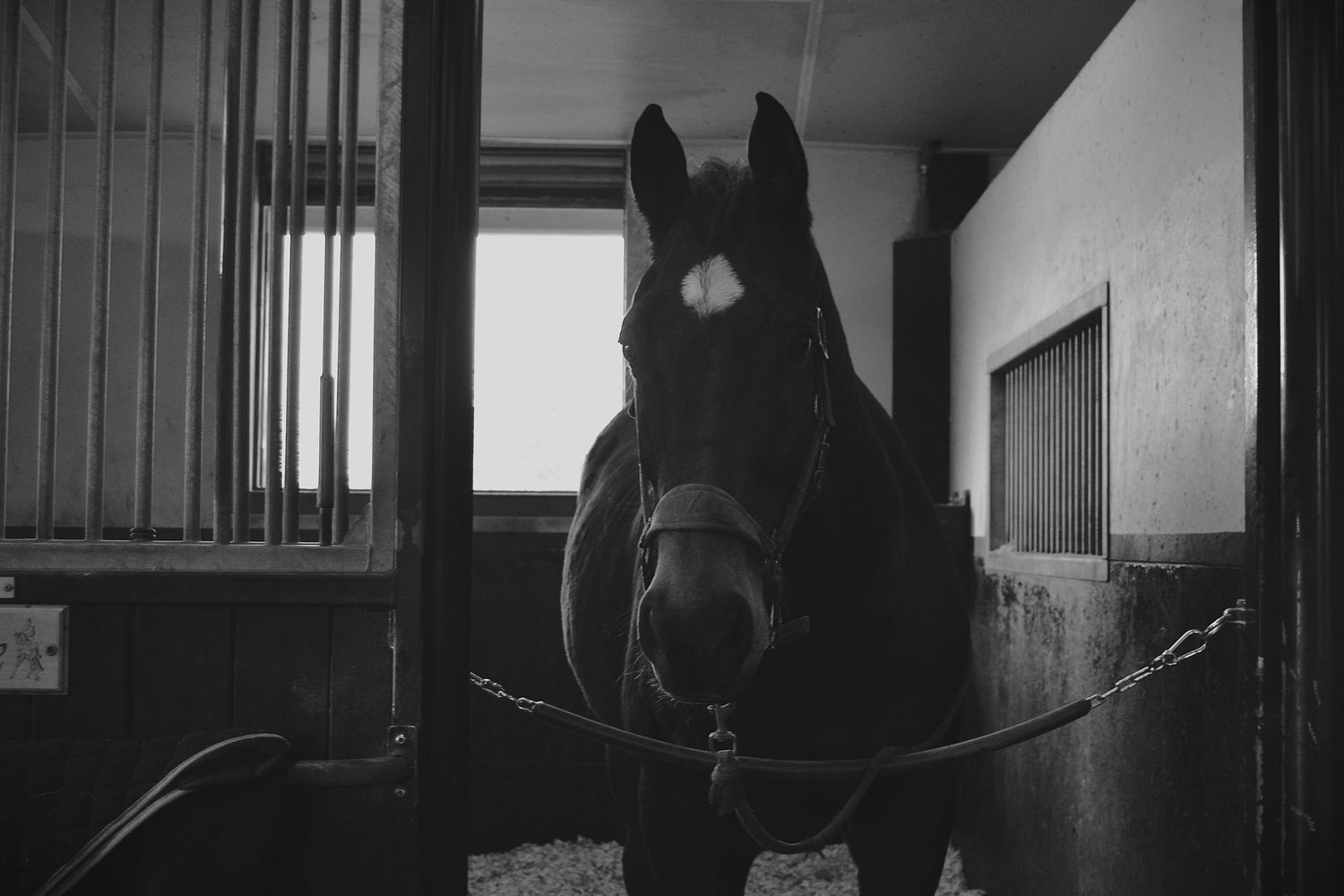 Equine photo by Jasmine Amber Photography Hampshire Photographer