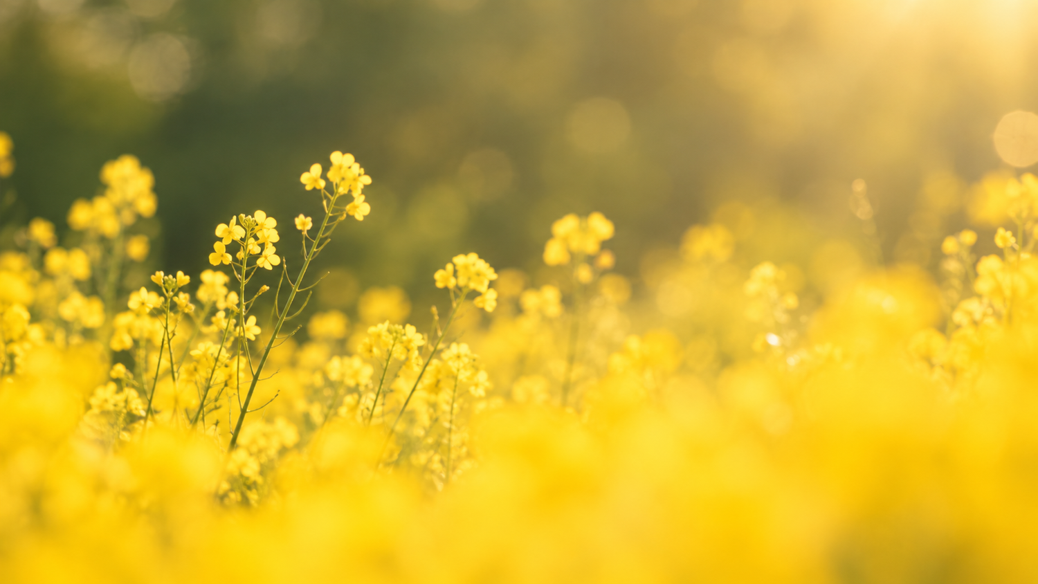 champs de fleurs