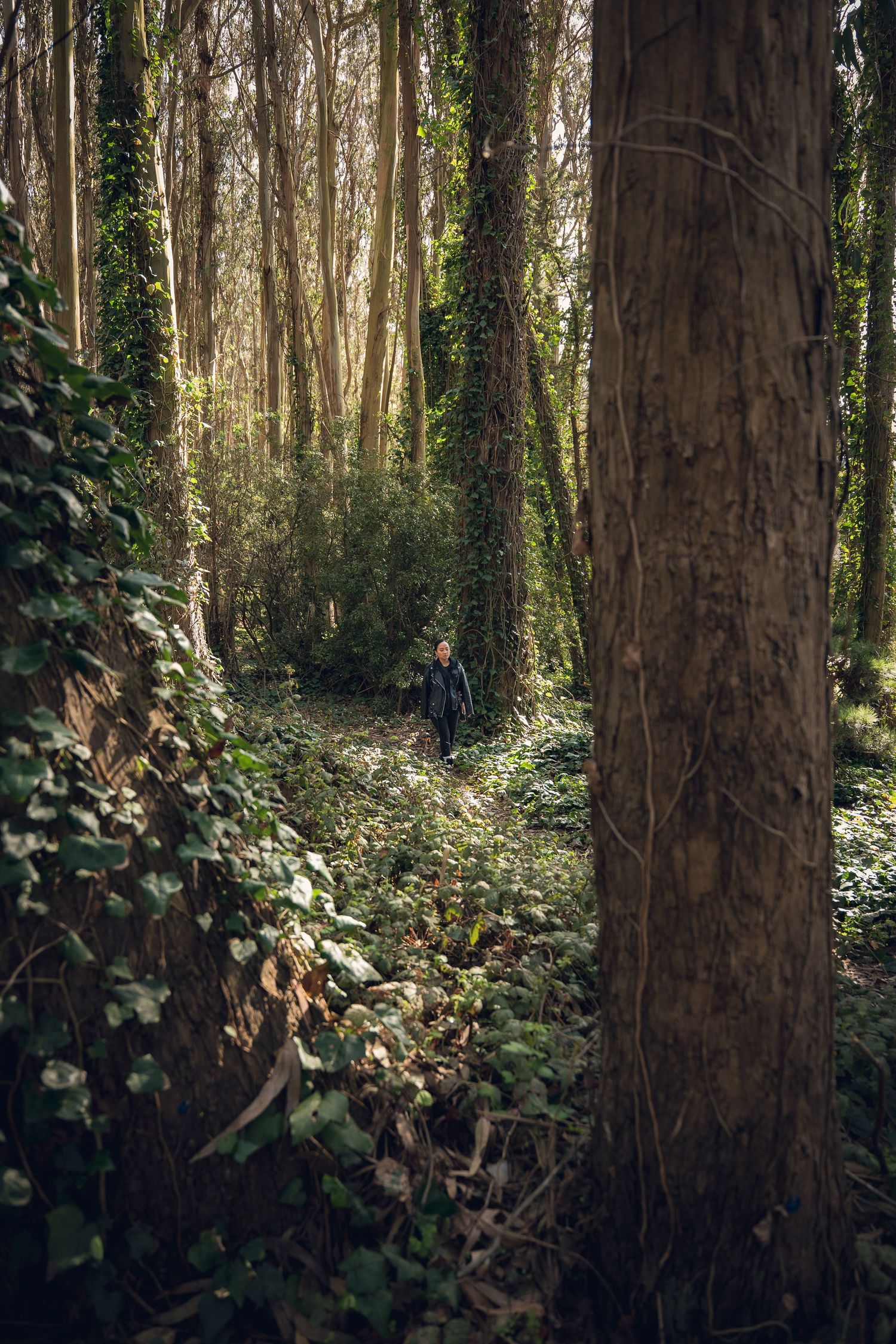 Sunlight filters through a dense forest of tall trees with green undergrowth and climbing vines creating a mystical atmosphere.