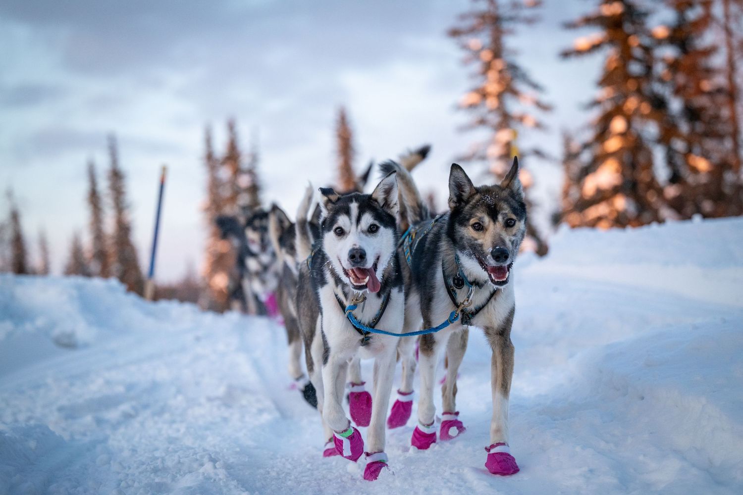 Husky sled dogs wearing protective booties race across snowy terrain at sunset. Mushingphotos.com Whitney McLaren Photography