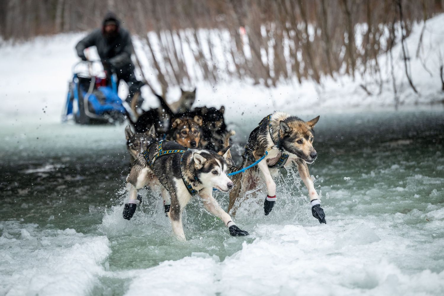 Sled dogs racing through snowy terrain with their musher in a winter competition. Mushingphotos.com Whitney McLaren Photography