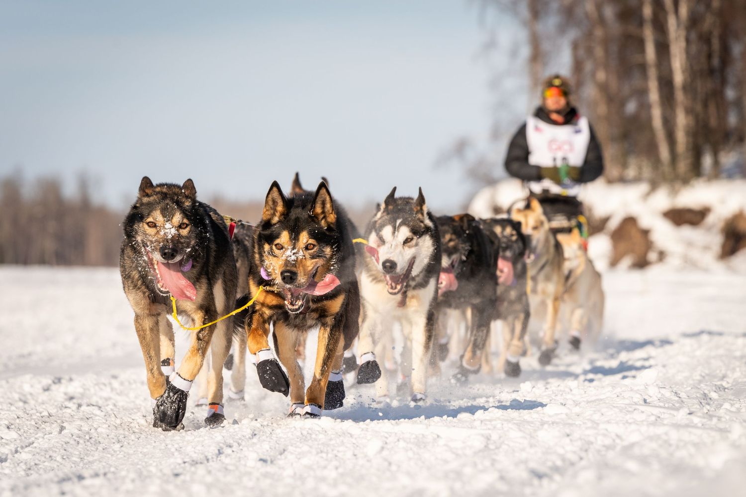 Husky sled dogs pull a sled through a winter forest trail. Mushingphotos.com Whitney McLaren Photography