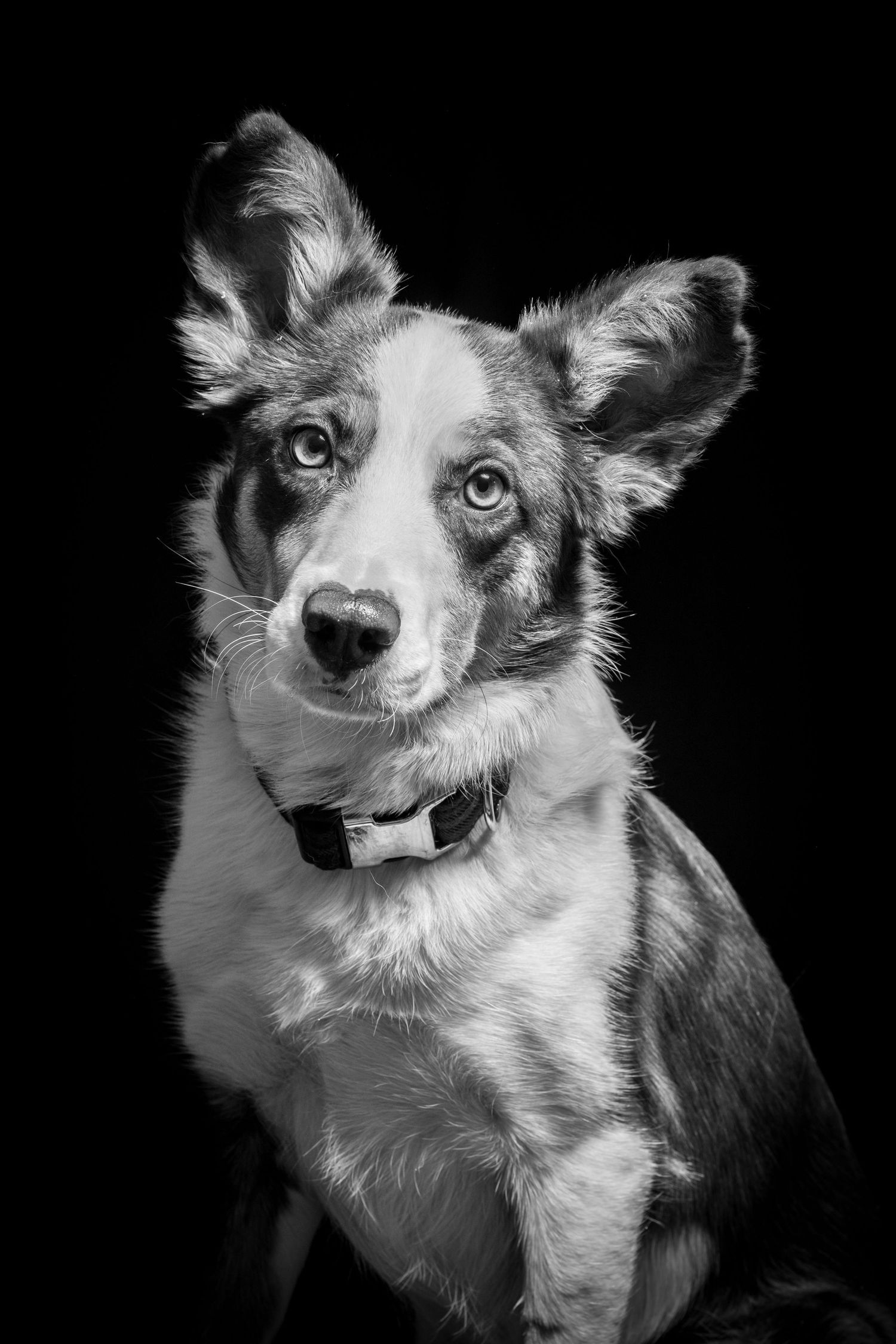 Black and white portrait of a border collie with expressive eyes against dark background. Alaskapetportraits.com Whitney McLaren Photography
