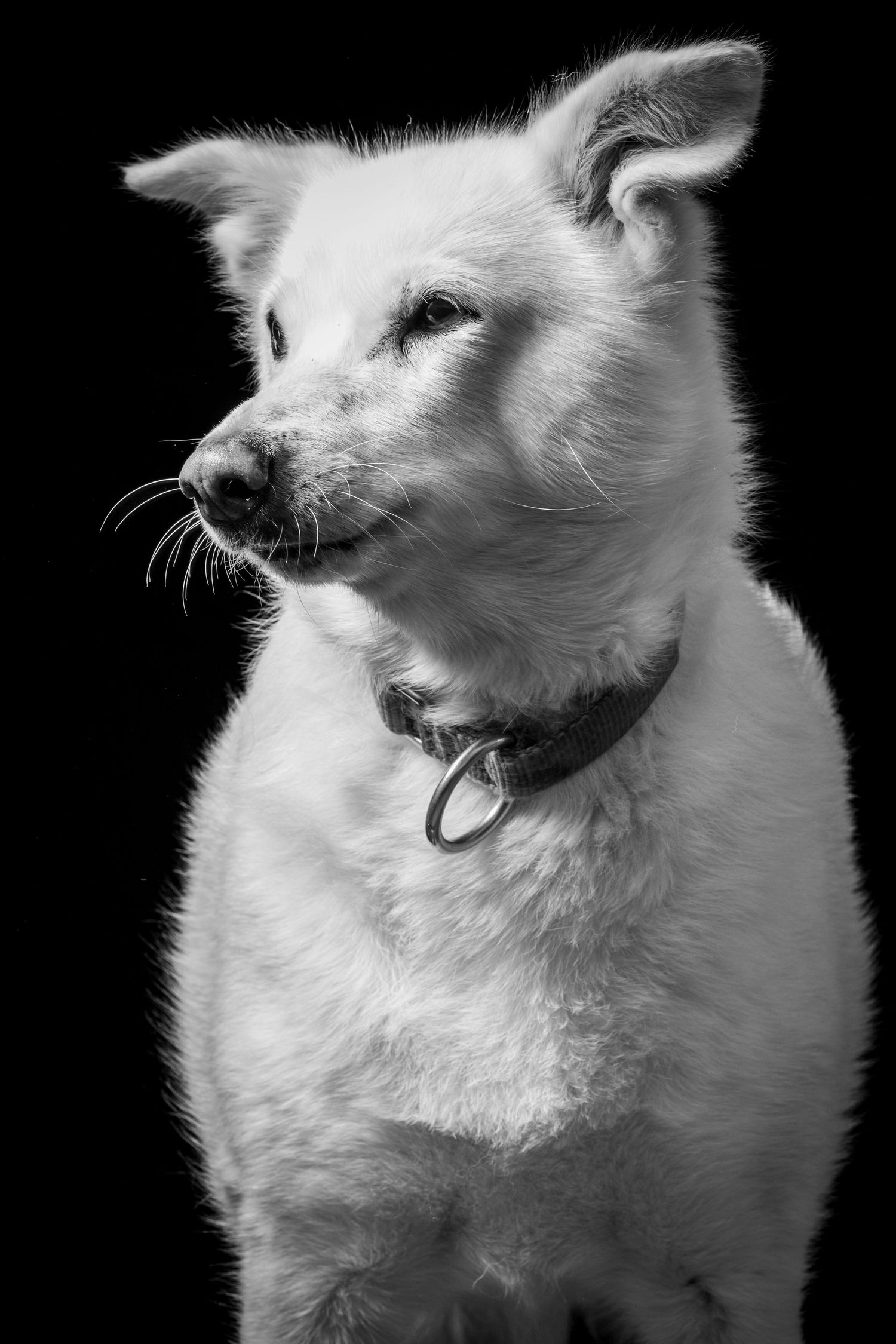 A series of black and white portraits showing a white fluffy dog with expressive facial features against a dark background.