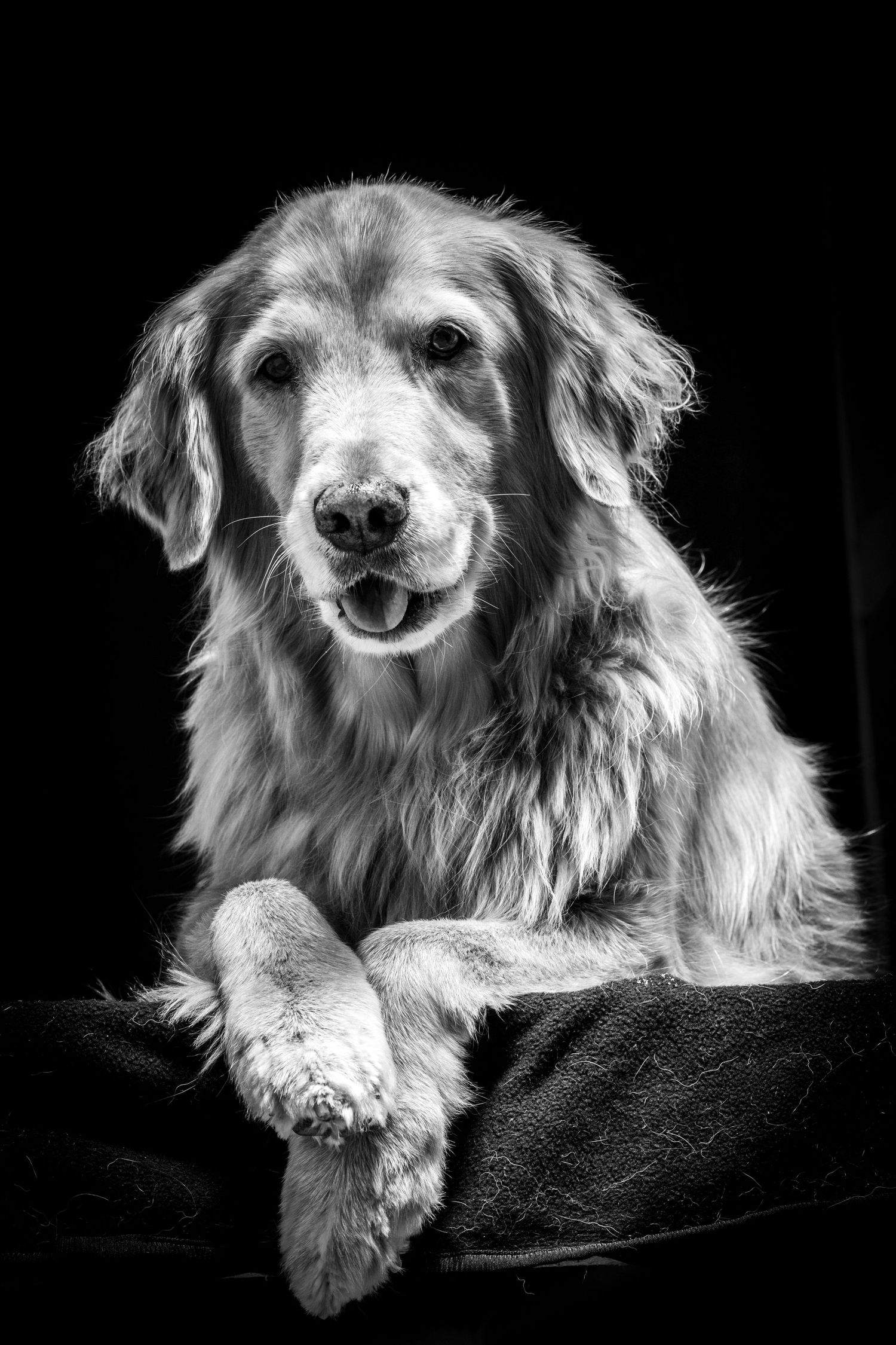 Senior dog with fluffy white fur resting on dark surface in black and white portrait. Alaskapetportraits.com Whitney McLaren Photography