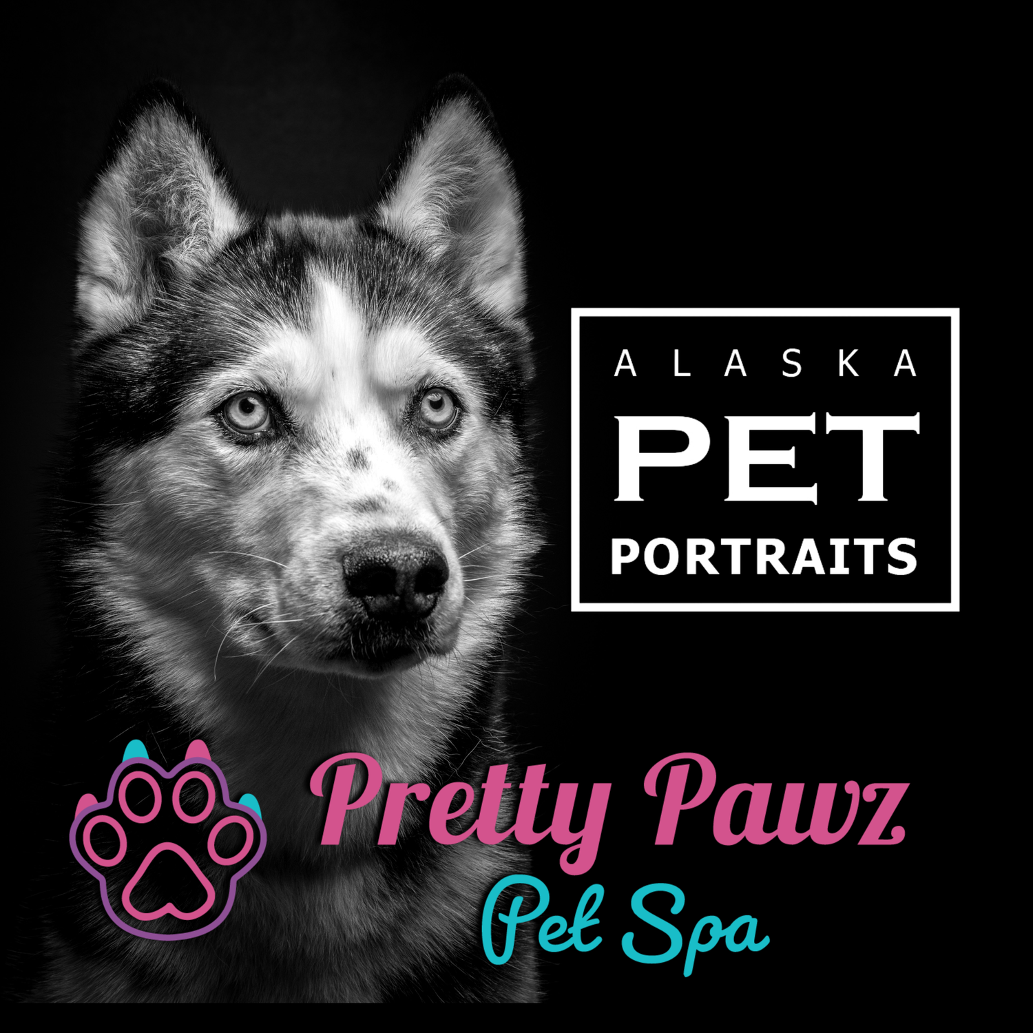 Black and white husky portrait for Alaska Pet Portraits, with Pretty Pawz Pet Spa colorful logo on dark background.