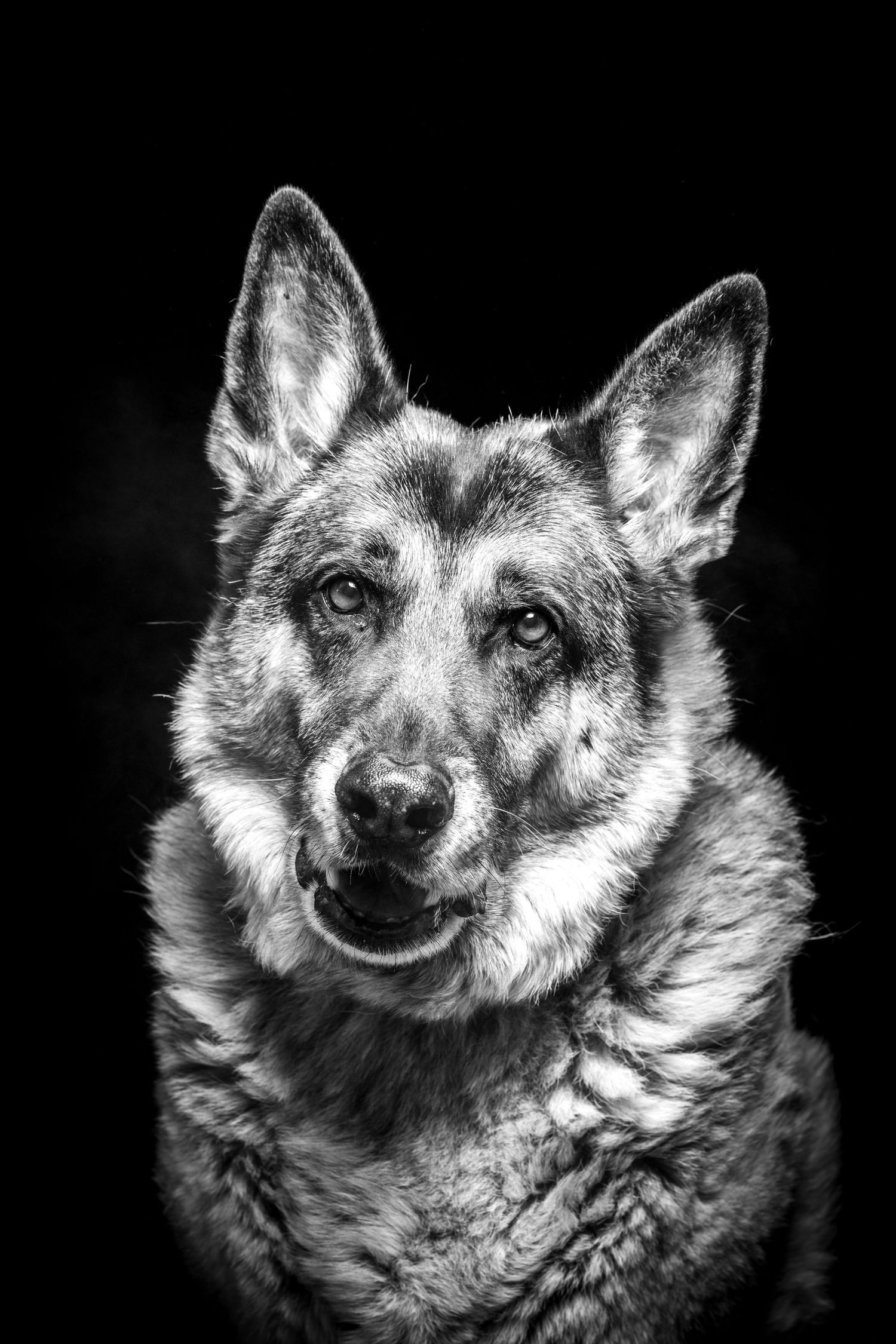 Dramatic black and white portrait of a German Shepherd with alert expression. Alaskapetportraits.com Whitney McLaren Photography