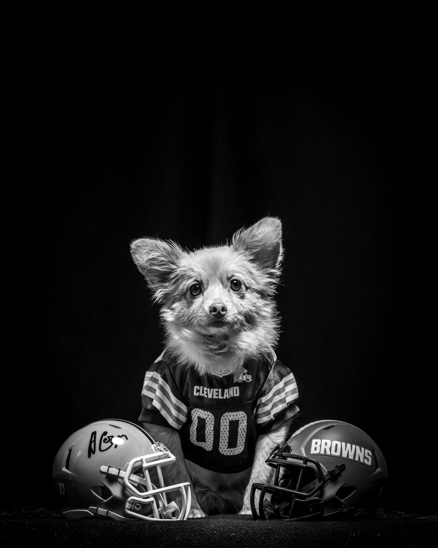 Small dog posing with NFL football helmets in dramatic black and white photo. Alaskapetportraits.com Whitney McLaren Photography