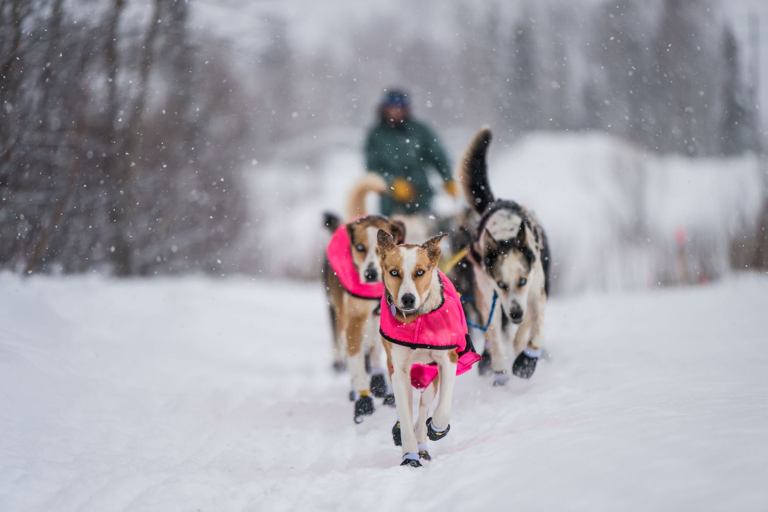 Sled dogs power through deep snow during an intense winter race. Mushingphotos.com Whitney McLaren Photography