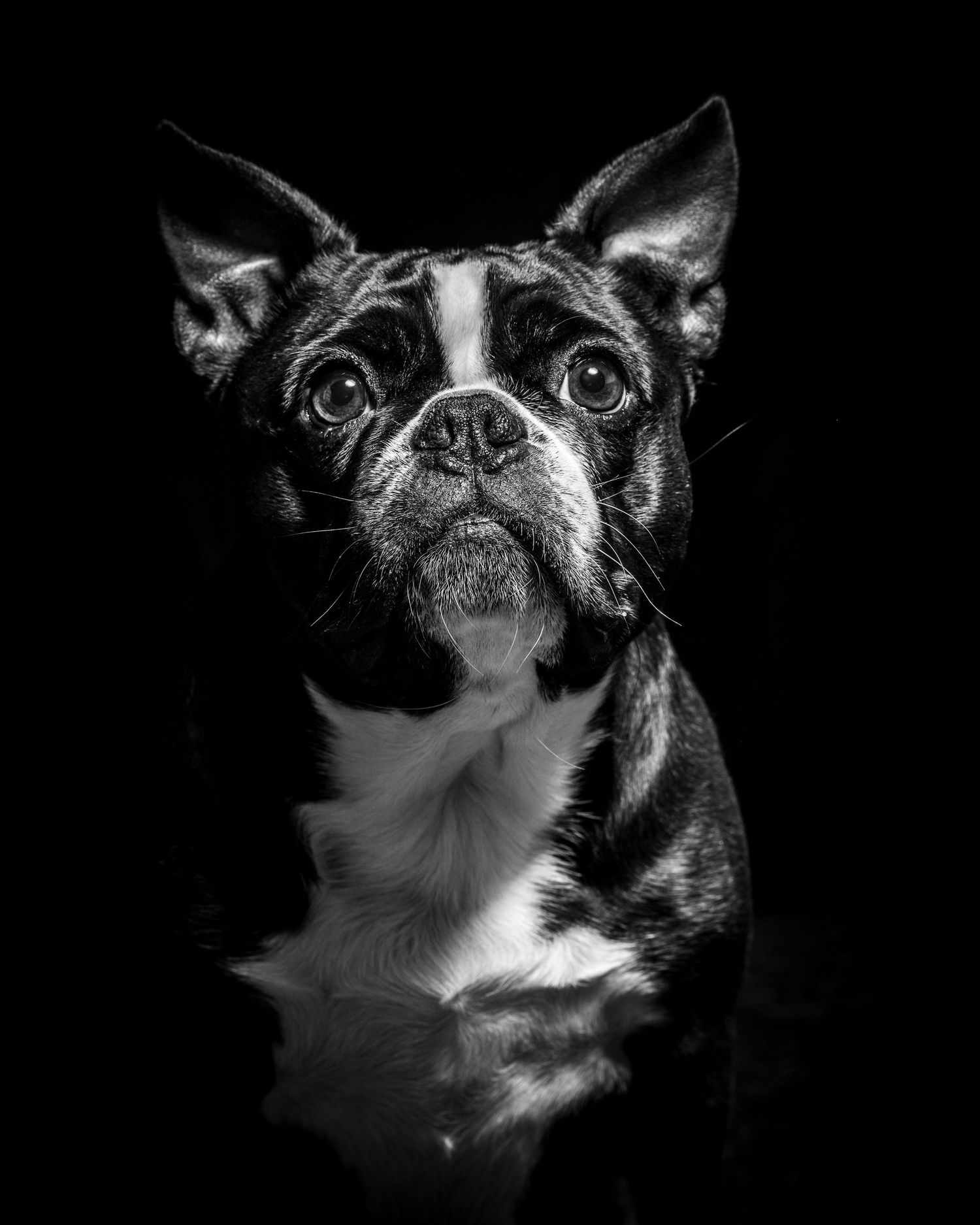 Dramatic black and white close-up of a Boston Terrier's face with alert expression. Alaskapetportraits.com Whitney McLaren Photography