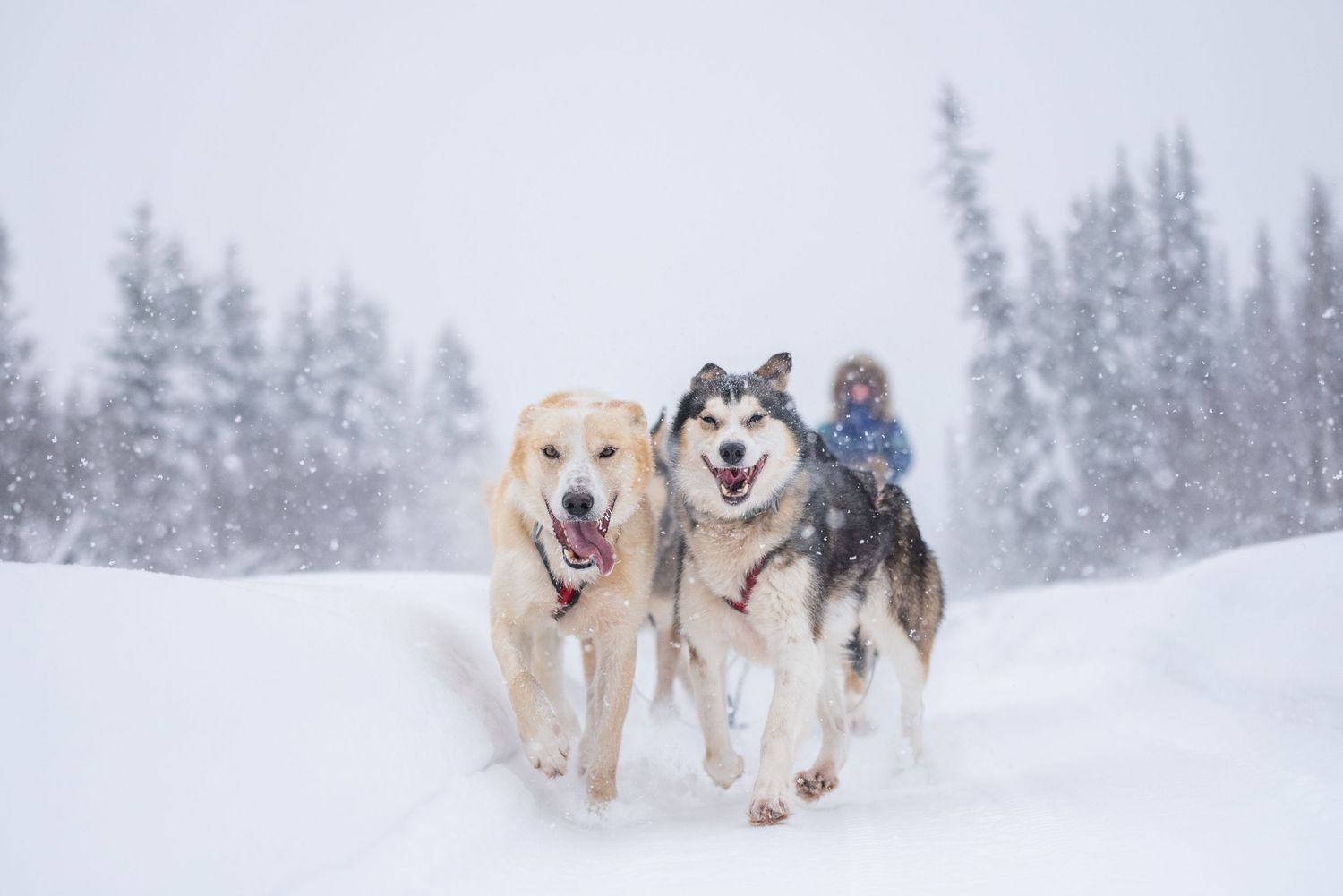 Sled dogs running through snowy terrain with evergreen trees in the background. Whitney McLaren Photography mushingphotos.com